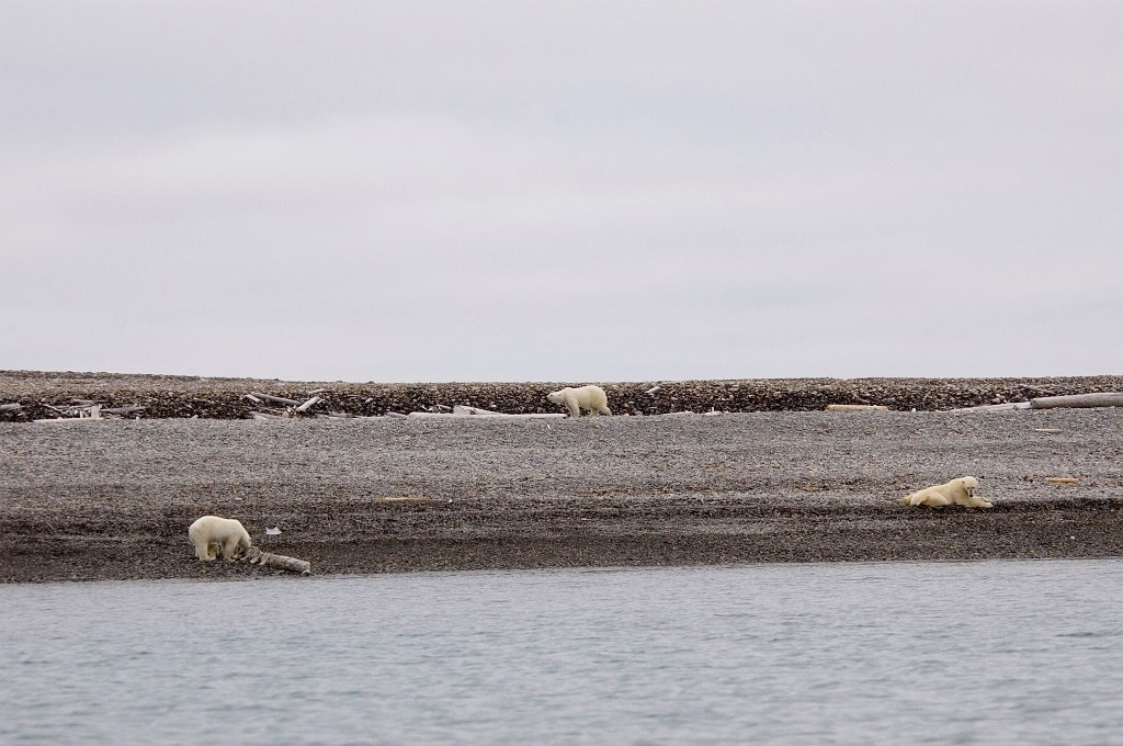2507 Polar bear.jpg - Polar Bear (Thalarctos maritimus) Isbjørn, Spitsbergen Norway July 2008